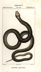 Simalia amethistina