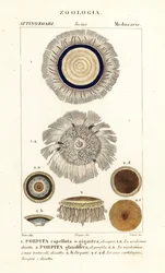 Bouton bleu, Porpita porpita 1,2
