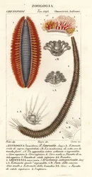 Vers à soies ou souris de mer