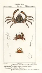 Pilumnus hirtellus, Mictyris longicarpus, Pinnotheres pisum