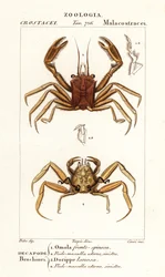 Crabe porteur et crabe dorripidé