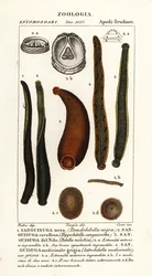 Sangsue noire commune, Hirudo verbana, var.