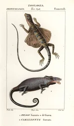 Dragon volant commun et caméléon à deux cornes