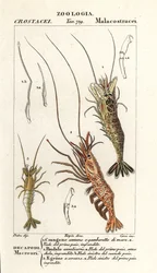 Crevette commune, Crangon crangon 1, crevette rose, Pandalus montagui 2, et Aegaeon cataphractus 3