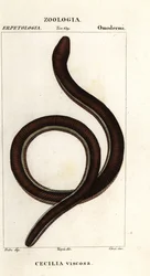 Cécilie à bandes jaunes, Ichthyophis glutinosus