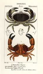 Crabe comestible et crabe sillonné