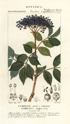 Sureau noir européen, Sambucus nigra, Sambuco nero o comune