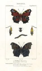 Paon-du-jour européen, Aglais io