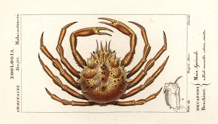 Crabe araignée européen, Maja squinado