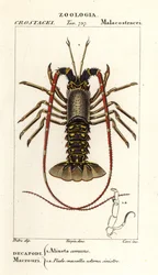 Langouste européenne, Palinurus elephas
