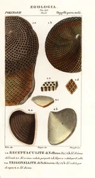 Fossiles de coraux éteints