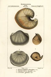 Fossiles de brachiopodes éteints