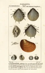 Fossiles de pétoncles éteints