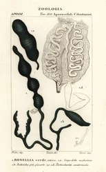 Bonellie verte, Bonellia viridis