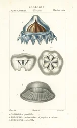 Méduse casque, Periphylla periphylla 1, Phorcynia cudonoidea 2, et Eulimene ciclophylla 3