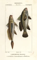 Courbine à longue queue, Lonchurus lanceolatus 1, et maigre, courbine, perche de roche, poisson d