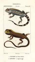 Lézard à tête de lyre, Lyriocephalus scutatus 1 et lézard plongeur ou iguane à tête de mop, Uranoscodon superciliosus 2