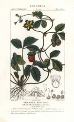 Fausse fraise, Potentilla indica