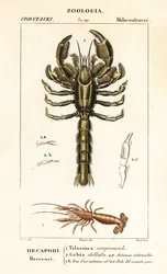 Homard de boue et crevette de boue