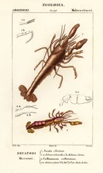 Homard de boue et crevette de boue