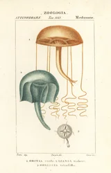 Méduses à œil nu, Orythia viridis, Oritia verde 1, et hydrozoaires, Geryonia proboscidalis, Dianea gabert 2, et Liriope tetraphylla, Gerionia tetrafilla 3