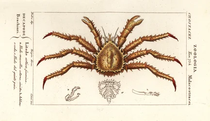 Crabe royal de Norvège