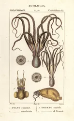 Espèces de pieuvres et de calmars
