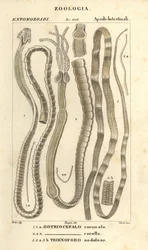 Vers parasites et ténias, Bothriocephalus coronatus 1, Bothriocephalus corolla 2, et ténia du brochet, Triaenophorus nodulosus 3