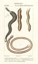 Vers de cacahuète, Sipunculus nudus 1, Siphonosoma cumanense 4, etc.