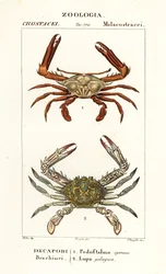 Crabe périscope et crabe fleur