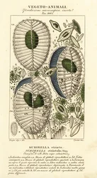 Plancton, Surirella striatula, Surirella striata