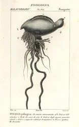 Physalia physalis