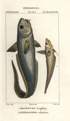 Macrourus berglax et Coelorinchus caelorhincus