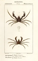 Crabe araignée scorpion et crabe araignée de Leach