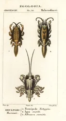 Espèces de crabes taupes ou crabes de sable