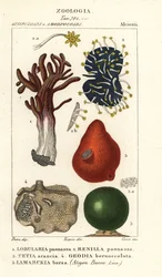 Espèces d