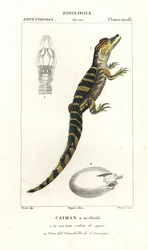 Caïman à lunettes et œuf éclos du crocodile américain