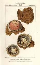 Sphérulites agariciformis