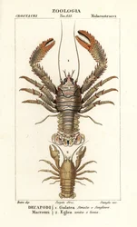 Galathea strigosa et Aegla laevis