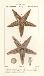 Étoile de mer, Asterias rubens