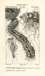 Méduse filamenteuse, Apolemia uvaria (Stephanomia uvaria, Stefanomia grappolo)