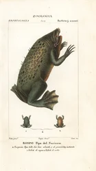Crapaud de Surinam, Pipa pipa