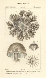 Méduse à l