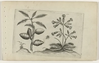 Amandier et primevère dorée