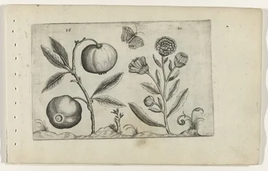 Pomme assyrienne et souci Cognoscite lilia (titre de la série)