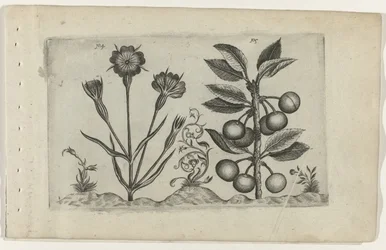Nielle des blés et griotte, Cognoscite lilia (titre de la série)