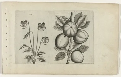 Violette tricolore et pomme
