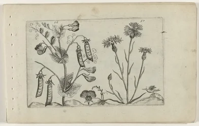 Erwt en korenbloem