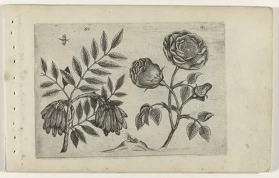Es et rose