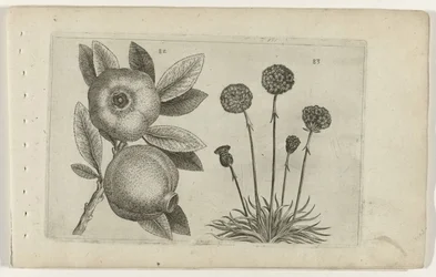 Grenade et herbe anglaise